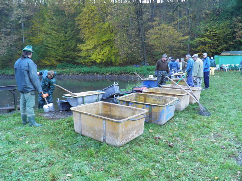 Výlov ryb - 19. října 2013